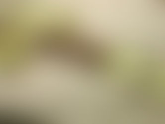 JM5 eMando - bridge and tuners installed