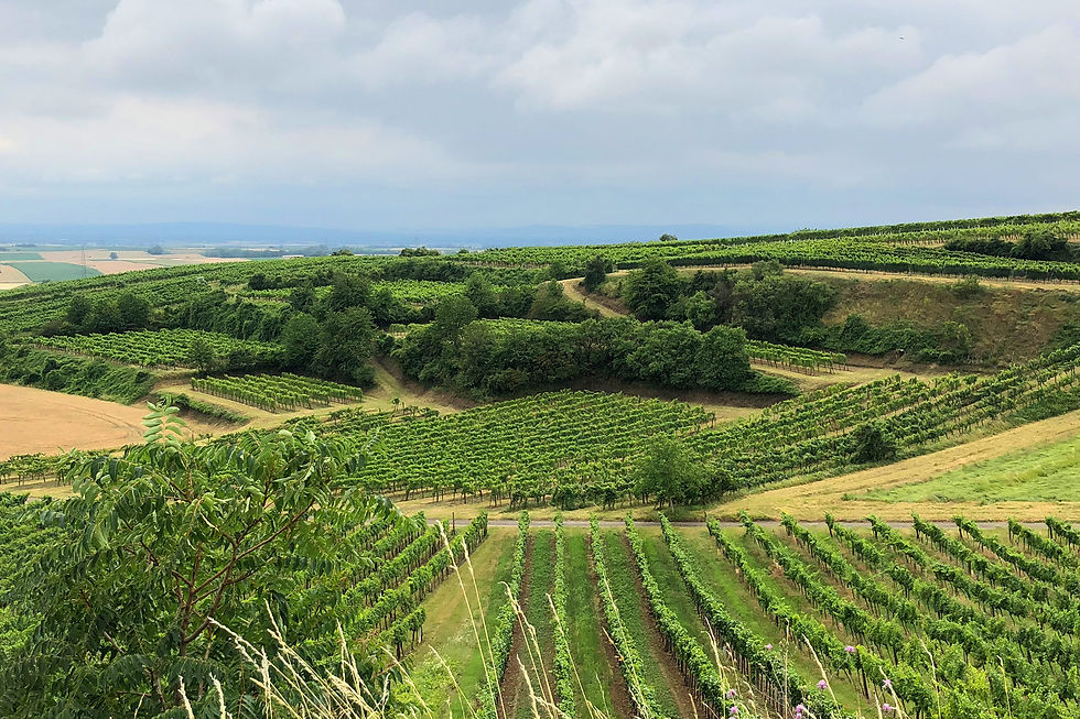 Weingut Köckeis, Wagram