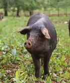 Porc-noir.webp