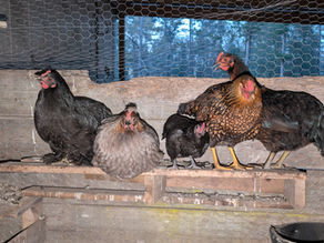 Variety of backyard chickens on roosting shelf inside a chicken coop.