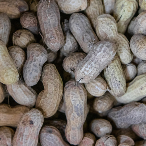 Peanuts In The Shell Wild Birds & Gardens