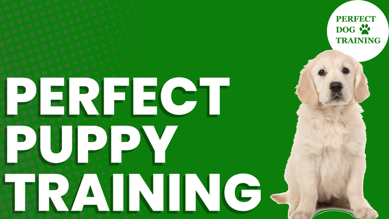 a green background with white text that says perfect puppy training