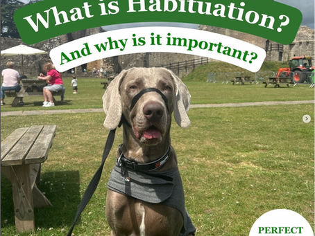 Dog Behaviour: Habituation