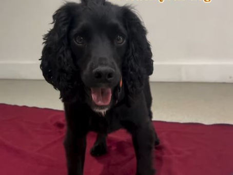 Dog Training: 5 Dog Tricks to teach your dog - using their mouth!