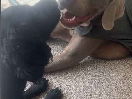 Dog Behaviour: Why Do Dogs Lick Each Other's Mouths?