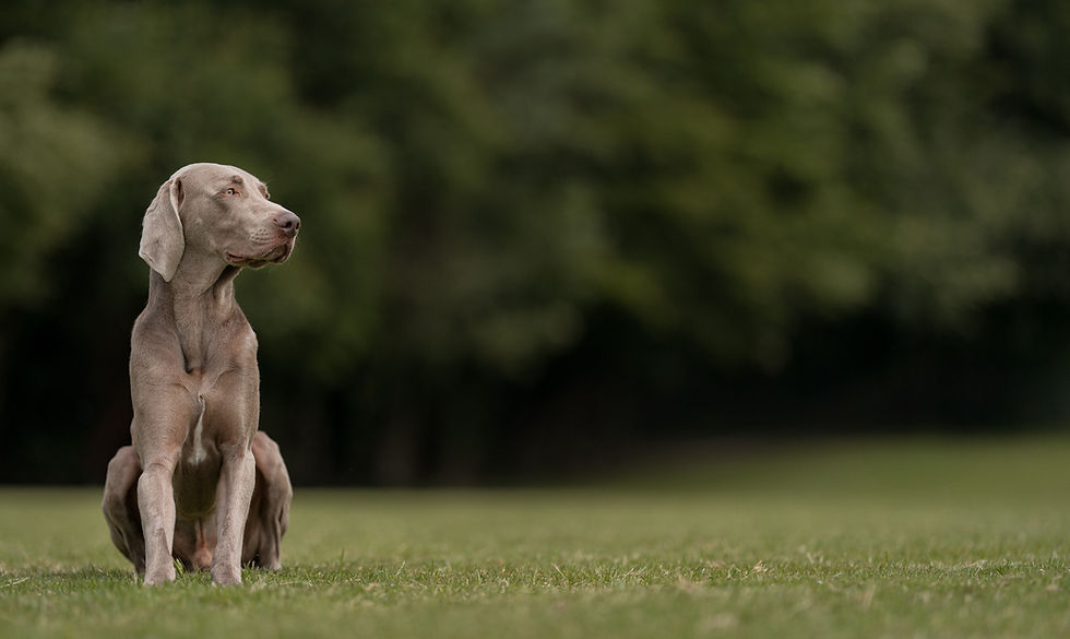 Perfectdogtraining-30.jpg