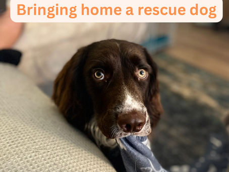 3 Top Tips: Bringing your rescue dog home!