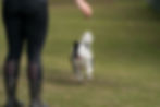 Perfectdogtraining-35.jpg