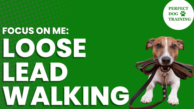 Dog Training Loose Lead Walking Course