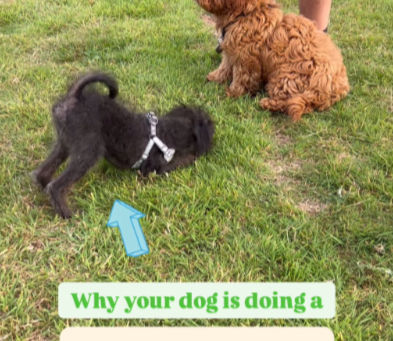 A puppy playing with another puppy