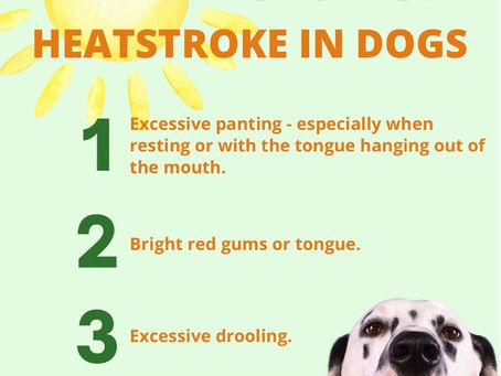 Heatstroke In Dogs: The Early Signs