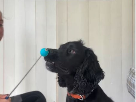 Dog Training: Marker Words