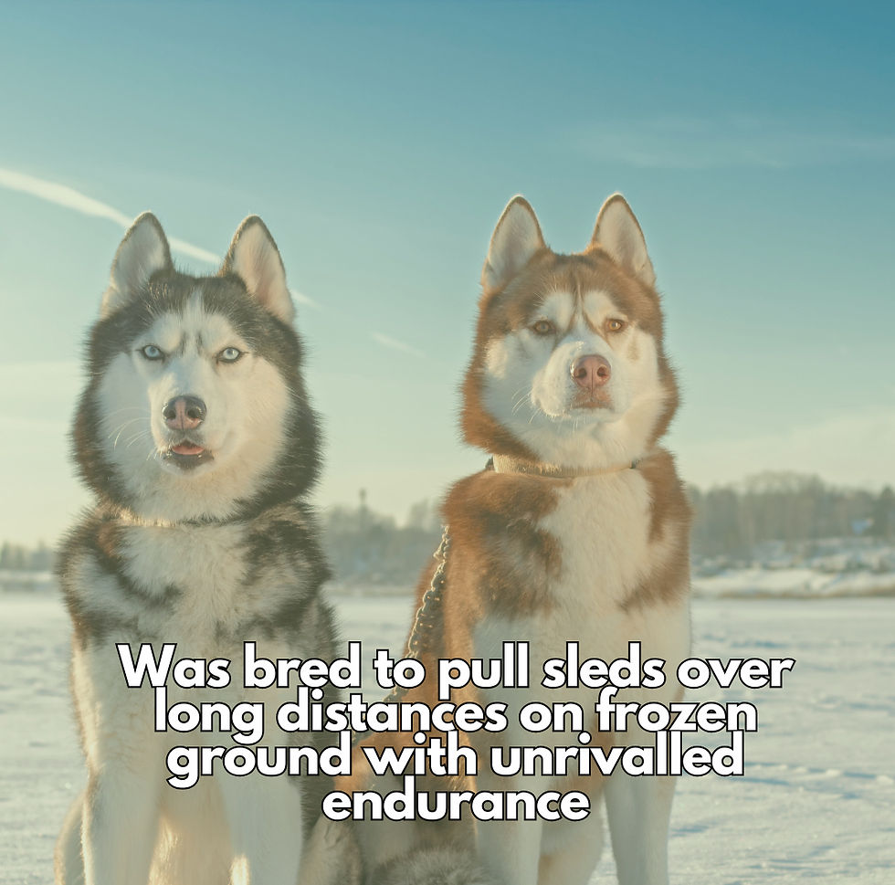 Two huskies on snowy ice under a blue sky, with text about pulling sleds long distances on frozen ground.