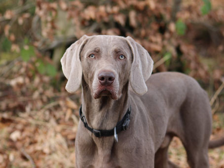3 Top Tips: Adolescent Dog Training