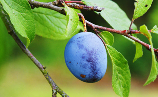 Plum