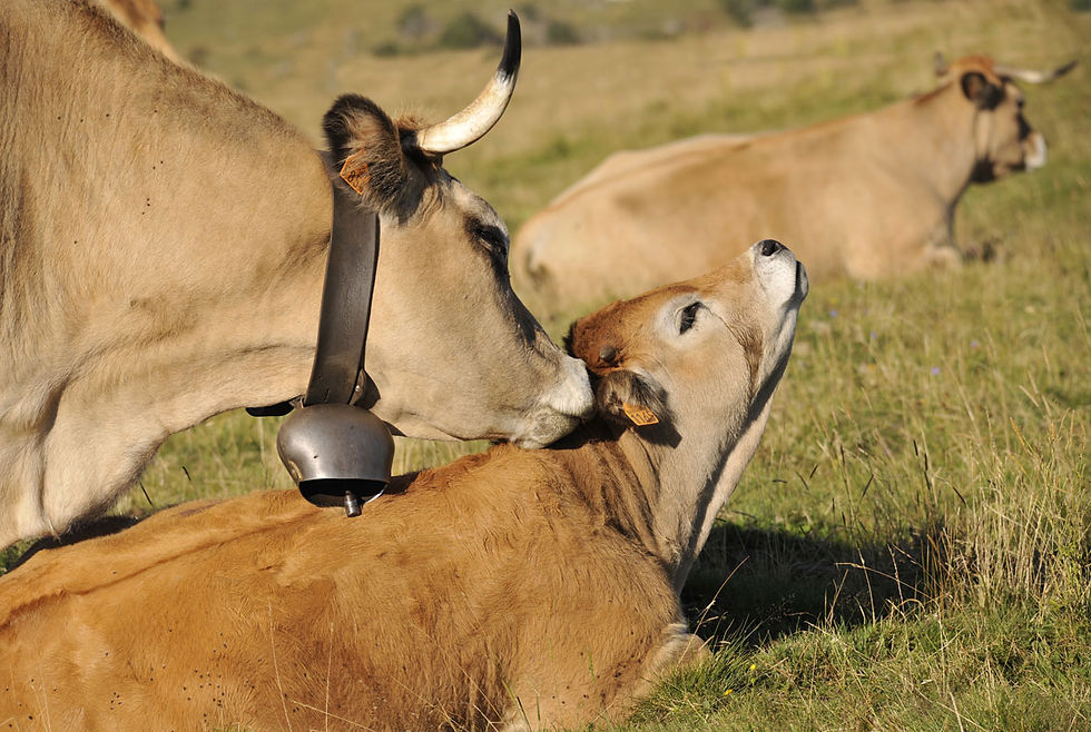 Aubrac cows