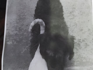 Estou perdido procuro minha casa!