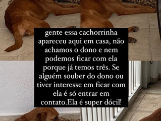 Fui encontrado e procuro um lar!