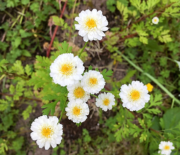 Chamomile