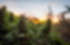 Outdoor-Plant-Pinkleberry_2x.jpg