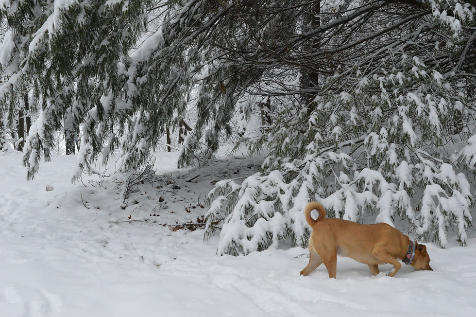 Ginger in the Winter