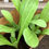 Thumbnail: Calendula- Dwarf Mix