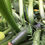 Thumbnail: Zucchini- Black Beauty