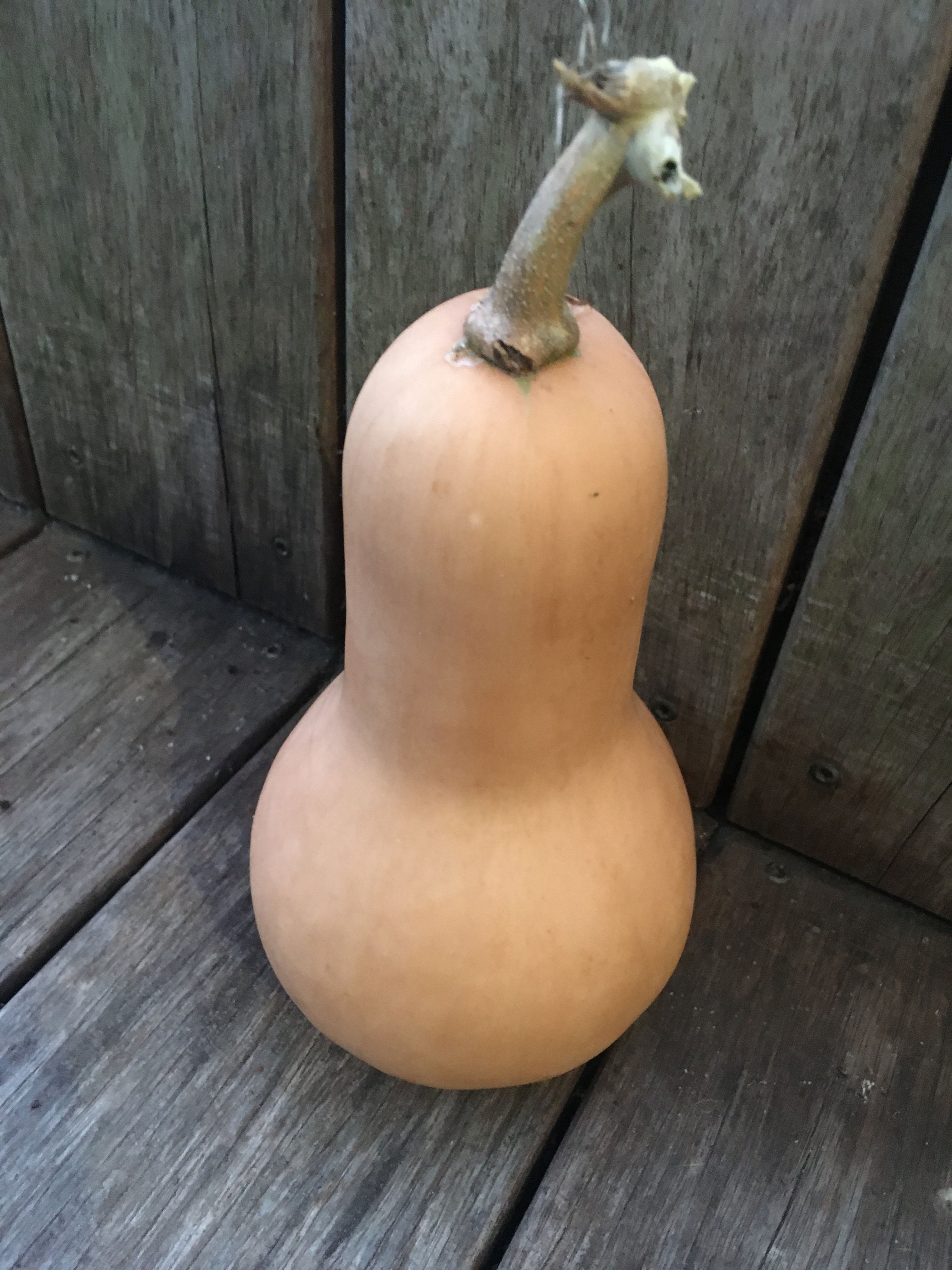 Squash- Butternut