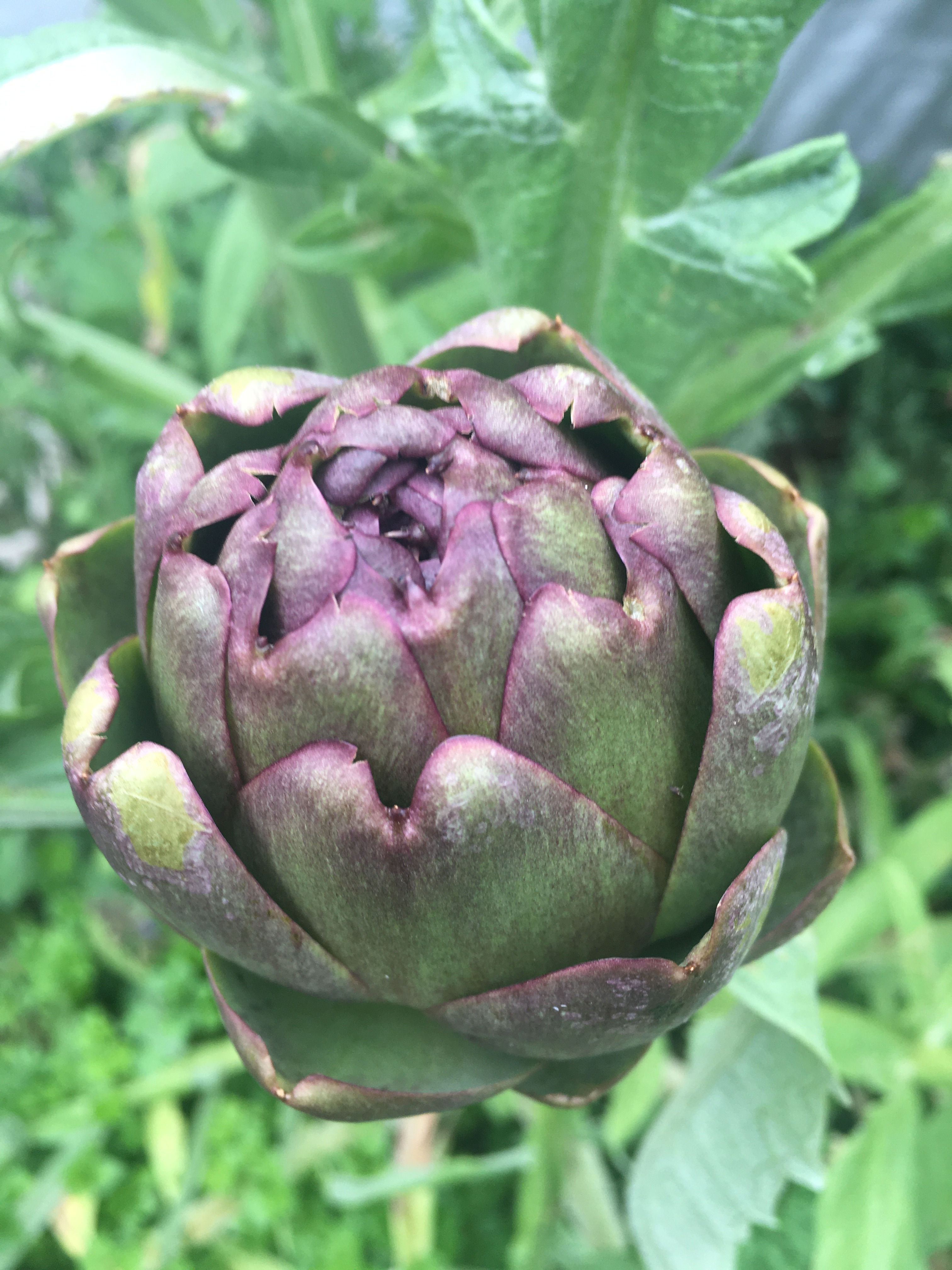 Artichoke- Purple De Jesi