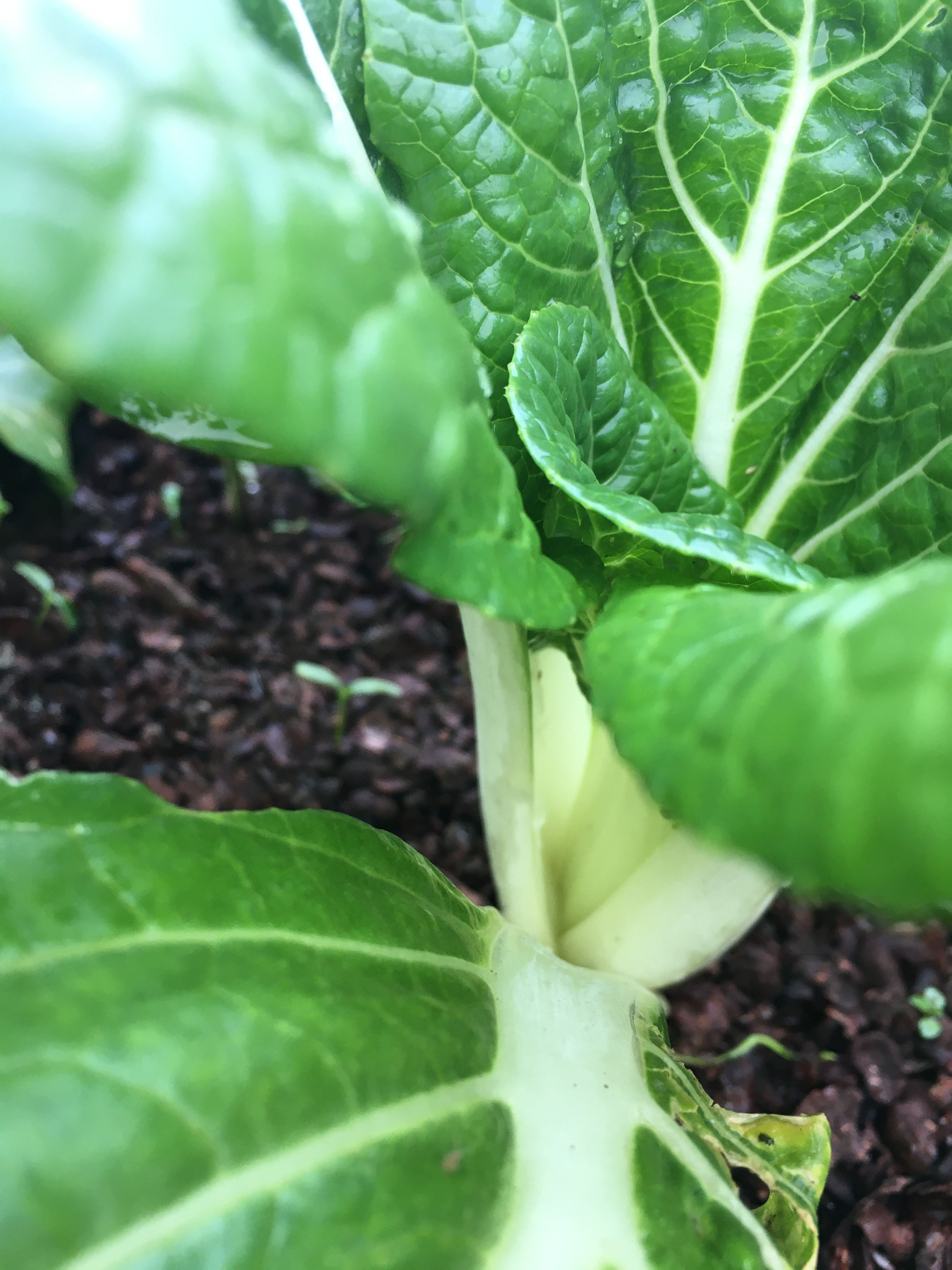 Pak Choi- White Stems