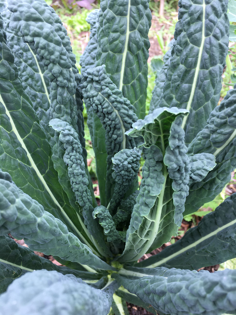 Kale- Cavolo Nero