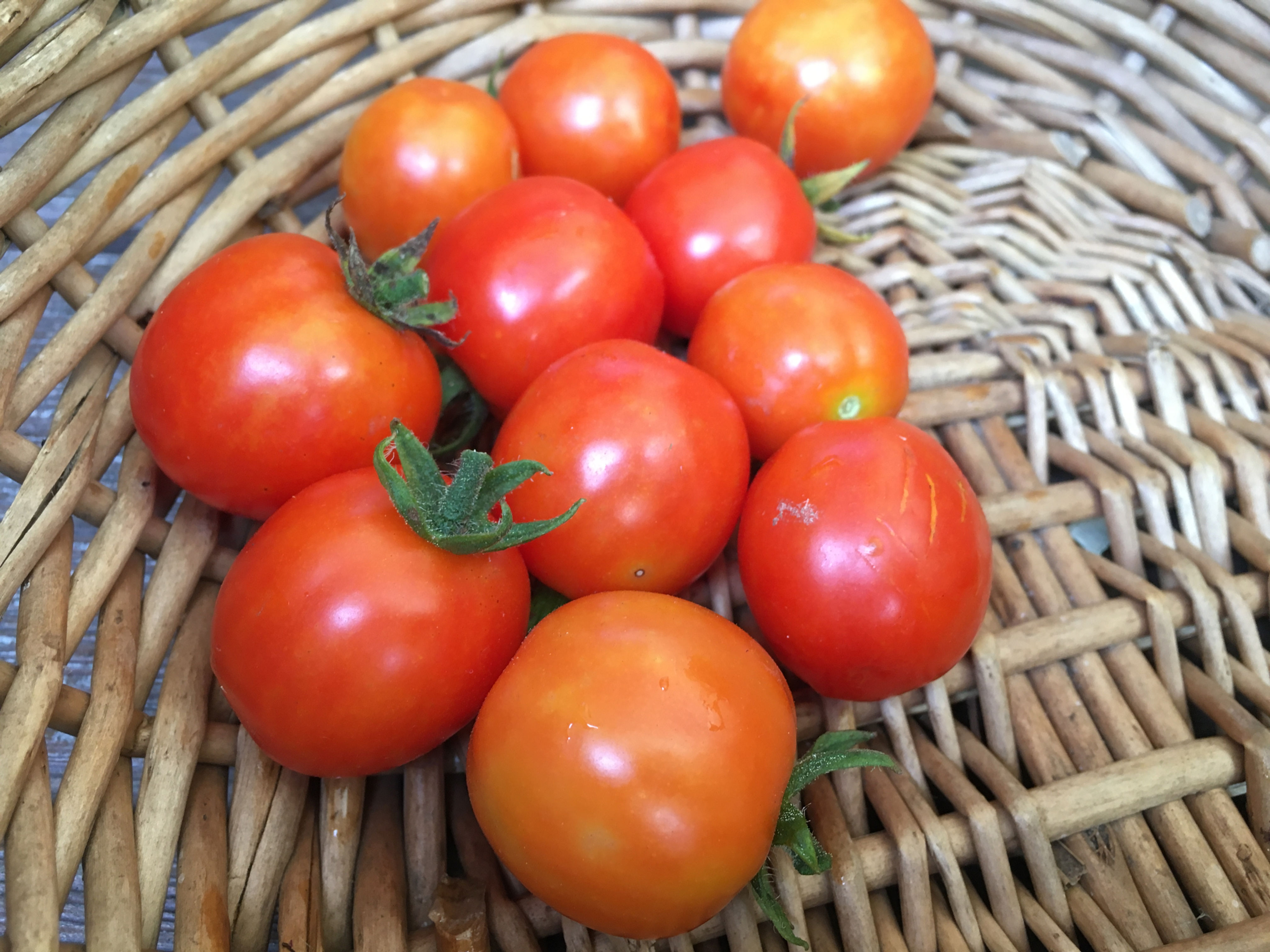 Tomato- Baxters Early Bush