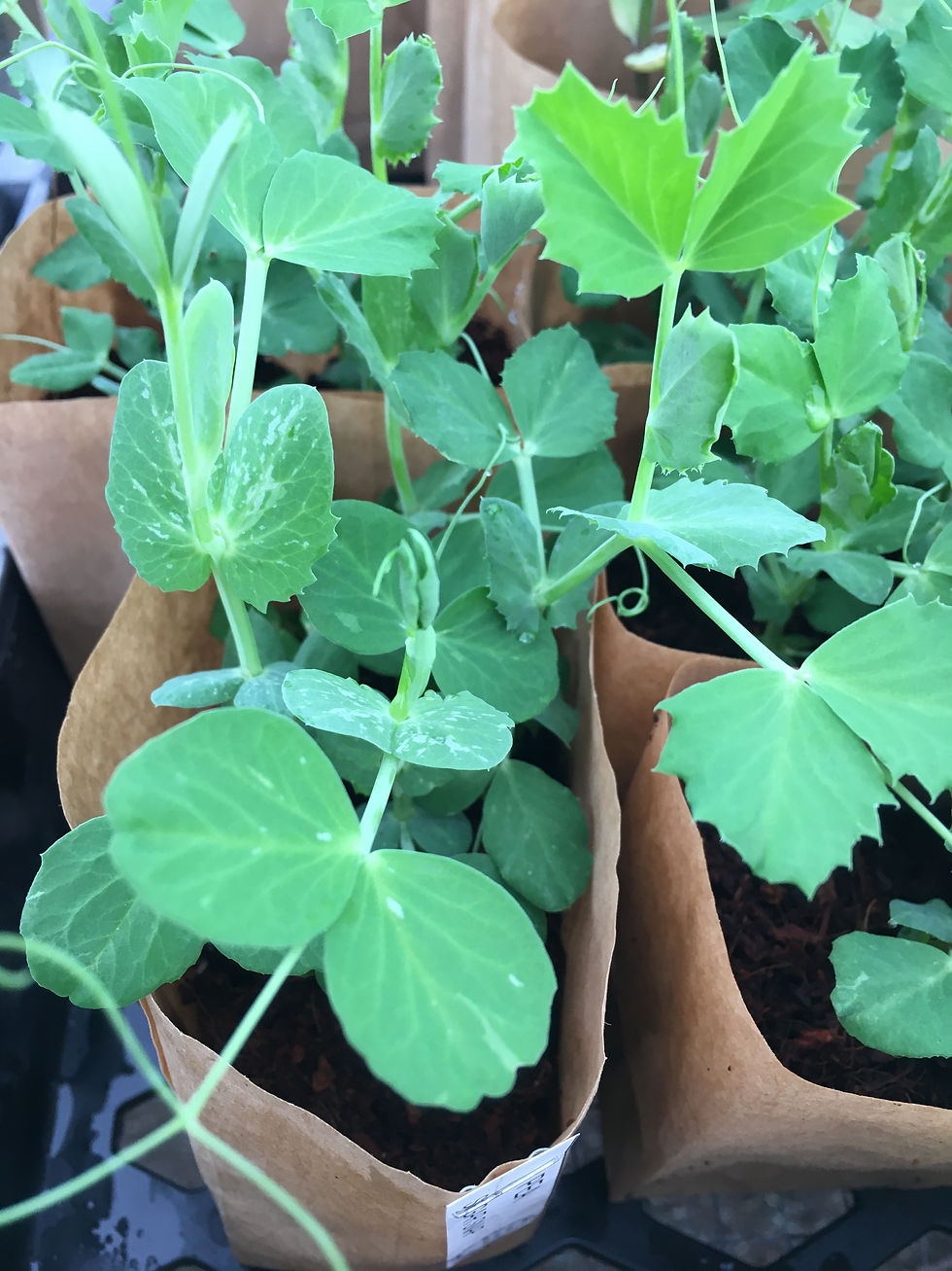 Thumbnail: Pea- Sugar Snap