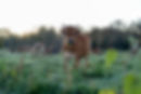 Copy of 24_11_MorningChores_-32.jpg