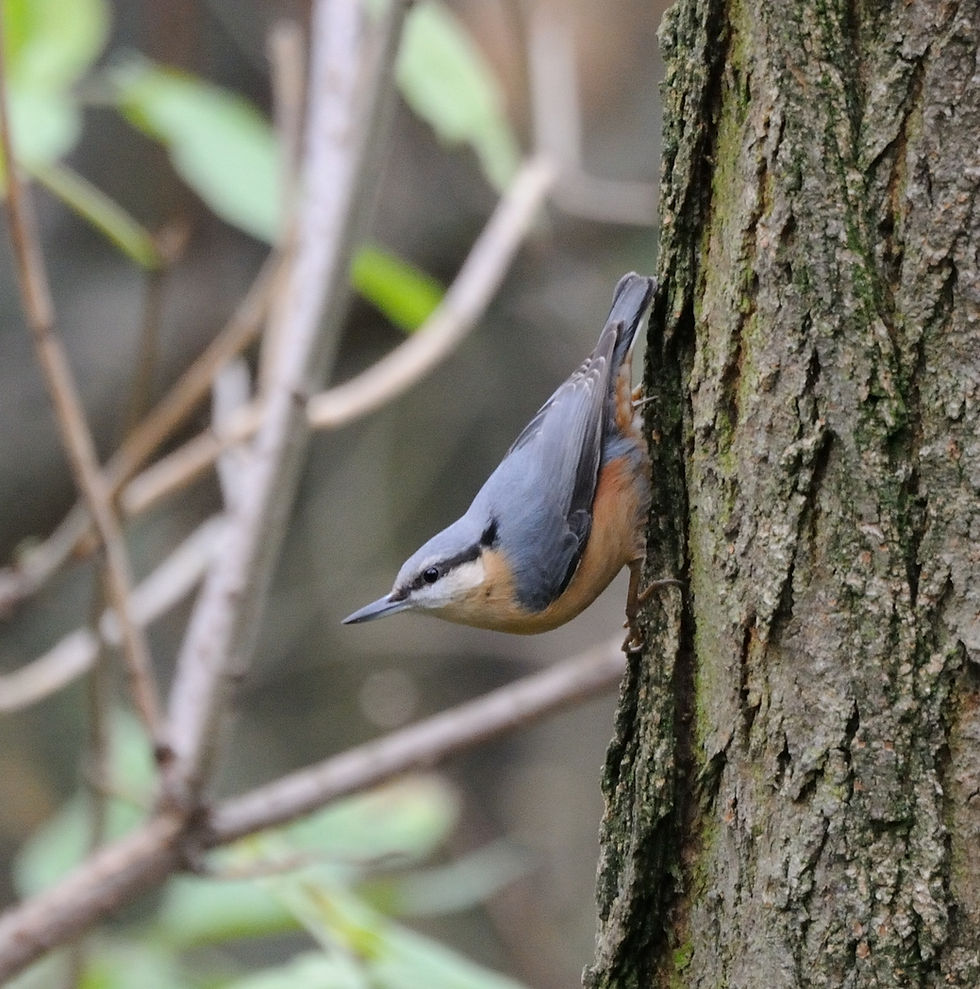 Guided Walk Queen's Wood - dawn chorus