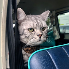 Back seat driver