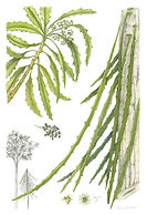 Illustrated green fronds and leaves in Canterbury Plains Florilegium Exhibition at Millennium Public Art Gallery, Blenheim.
