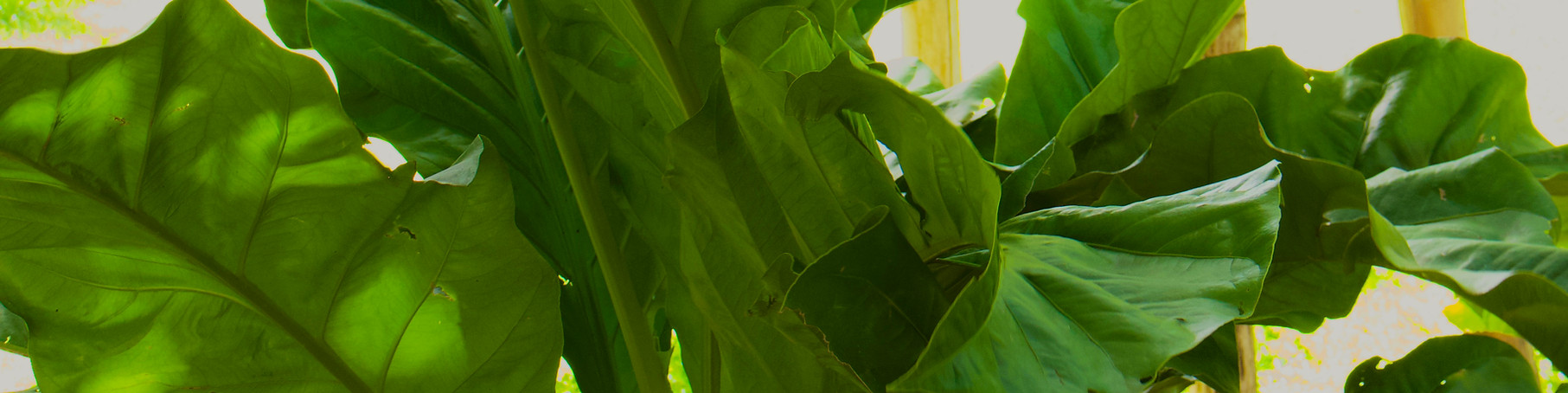 Green Norea