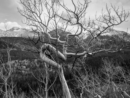 The nakedness of Aspen