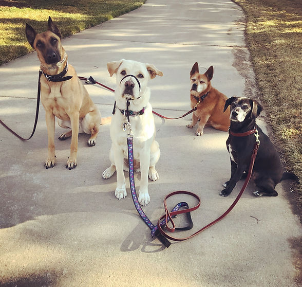 Lottie Nala Buddy Layla Karssen K9s Obedience Stay