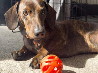 Superhero Rolo Saves the Day!