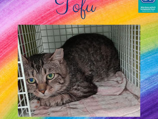 Tofu - a feral cat story.