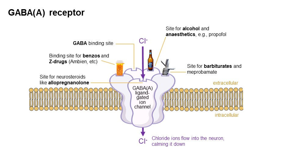 GABA-A receptor by Dr Jason Cafer MD