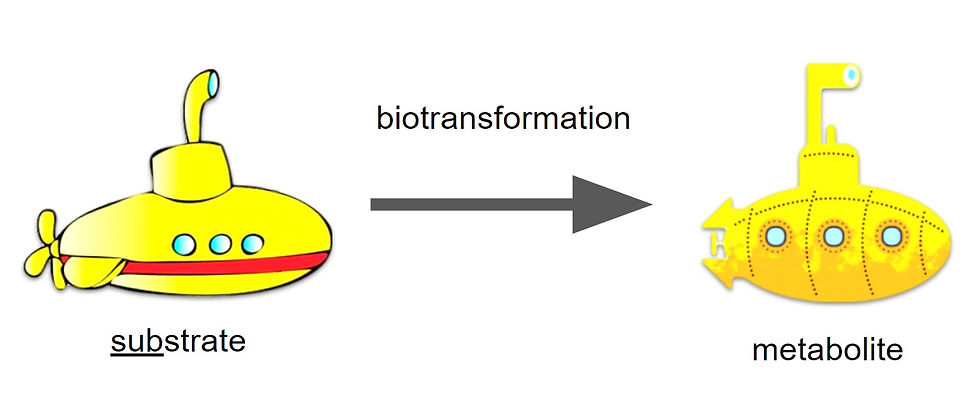biotransformation from substrate to metabolite submarine mneomnic