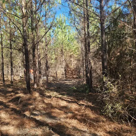 Wooded area after brush cleanup improving property access in Glenwood, GA.