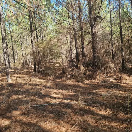 Cleared woodland floor after brush and debris removal in Glenwood, GA.