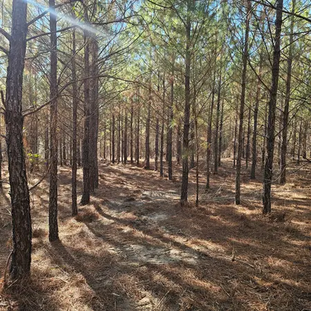 Cleared access path after brush cleanup on a private property in Glenwood, GA.