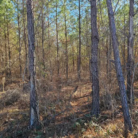 Wooded area with unmanaged brush before cleanup in Glenwood, GA