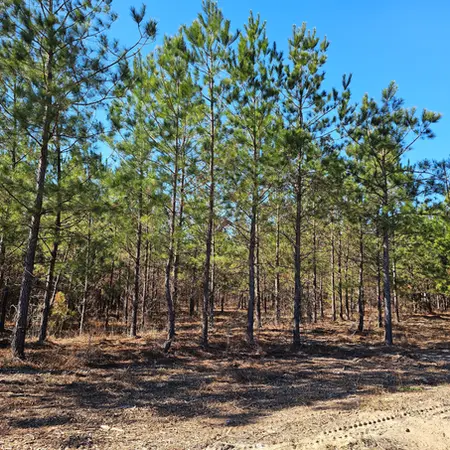 Open wooded area after brush removal on a private property in Glenwood, Georgia.