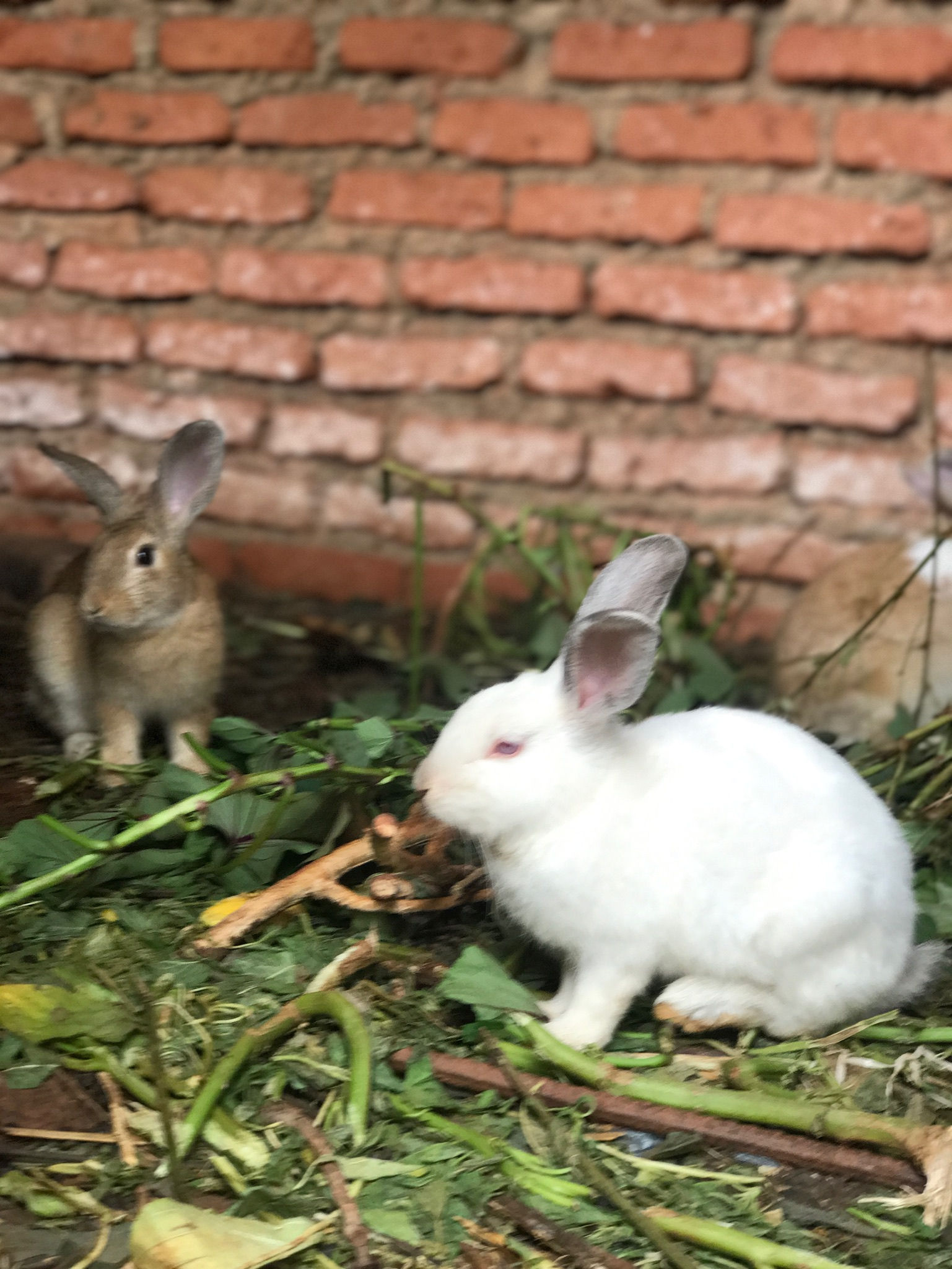 Sponsor a Meat Rabbit Grant